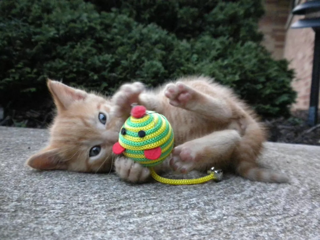 猫的一生中需要21种玩具